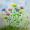 Blumenwiese -
Aquarell 24x32 cm -
von bARTheline -
26.4.2026
