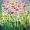 bARThelines Blumenwiese -
Aquarell 24x32 cm -
von bARTheline -
3.5.2026