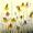 Zerfletterter Sonnenhut mit Bienenbefall -
Aquarell 32x24 cm -
von bARTheline -
18.5.2026