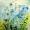 Pusteblumenwiese -
Aquarell 24x32 cm -
von bARTheline -
21.5.2026