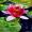 Seerose aus Friedemanns Garten -
Aquarell 24x32 cm -
von bARTheline -
17.7.2026