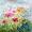 Blumenwiese -
Aquarell 24x32 cm -
von bARTheline -
22.7.2026