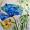 quadratischer Mohn Nr.50 - Aquarell 23x23