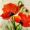 quadratischer Mohn Nr.76 -  Aquarell 23x23
