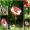 Rosafarbener Mohn aus meinem Garten