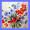 Mohn mit Kornblumen