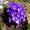 Krokusse in Pillnitz 2