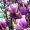 Magnolien in meiner Straße