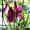 Orchidee auf meiner Fensterbank