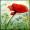 Roter Mohn -
Mischtechnik - 24x32 cm -
von bARTheline -
27.5.2022