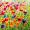 Blumenwiese -
Mischtechnik - 24x32 cm -
von bARTheline -
27.6.2022