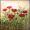 Mohnblumen in Wiese -
Mischtechnik -24x32 cm -
von bARTheline -
29..8.2022