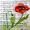 Mohn auf Noten -
Aquarell 24x32 cm -
von bARTheline -
4.6.2023