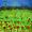Blumenwiese -
Aquarell 24x32 cm -
von bARTheline -
5.6.2023