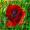 Mohn aus unserem Garten -
Aquarell 24x32 cm -
von bARTheline -
20.6.2023