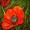 Roter Mohn aus unserem Garten - 
Aquarell 24x32 cm -
von bARTheline -
21.6.2023