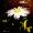 Margarite aus unserem Garten bei Nacht - Aquarell -Tusche 24x32 cm -
von bARTheine -
13.7.2023