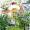 Unser Garten -
Aquarell 24x32 cm -
von bARTheline -
20.7.2023