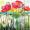 Roter Mohn -
Aquarell 24x32 cm -
von bARTheline -
11.8.2023