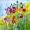 Bunte Blumenwiese -
Aquarell 24x32 cm -
von bARTheline -
12.8.2023