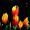 Tulpen - nach einem Foto von Elo -
Tusche - 24x32 cm -
von bARTheline -
12.2.2024