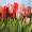 Tulpenfeld -
Aquarell 32x24 cm -
von bARTheline -
1.5.2025
